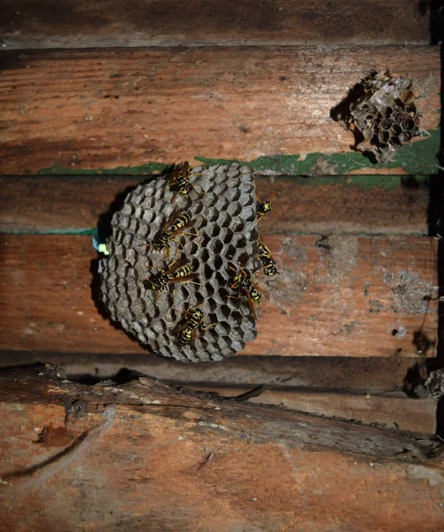 Wasp nest with wasps sitting on it. Wasps polist. The nest of a family of wasps which is taken a close-up — Stock Photo, Image