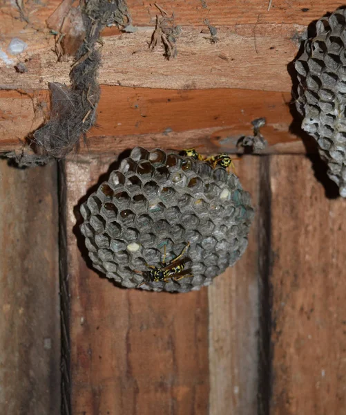 Wasp nid avec des guêpes assises dessus. Poliste aux guêpes. Le nid d'une famille de guêpes qui est pris un gros plan — Photo