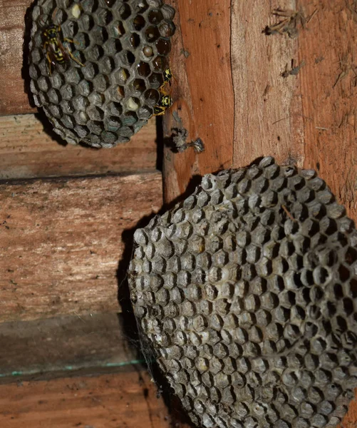 Wasp nid avec des guêpes assises dessus. Poliste aux guêpes. Le nid d'une famille de guêpes qui est pris un gros plan — Photo