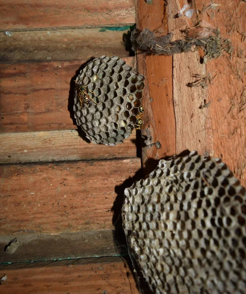 Wasp nid avec des guêpes assises dessus. Poliste aux guêpes. Le nid d'une famille de guêpes qui est pris un gros plan — Photo