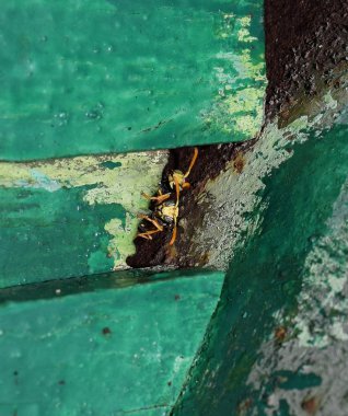 Erkek eşek arıları barınaktan dışarı bakıyor..