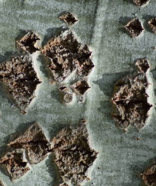 Kavak kabuk arka plan