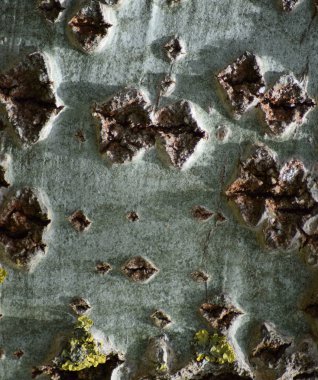 Kavak kabuk arka plan