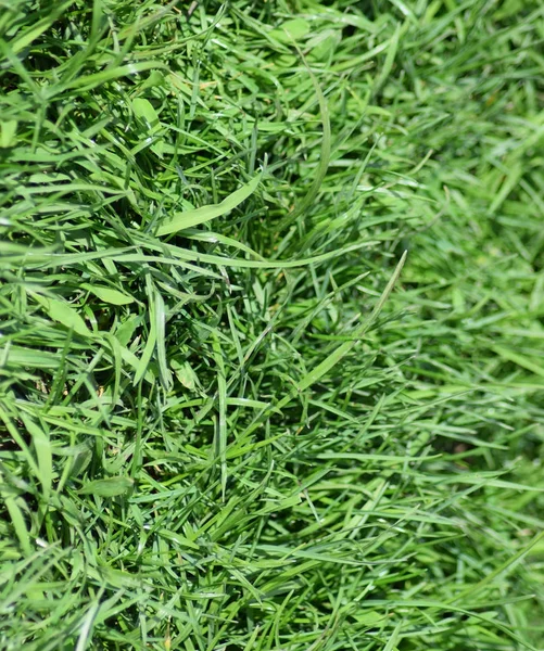 Field of young green barley — Stock Photo, Image