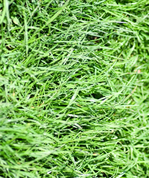 Фон газонной травы. Стебли и листья зеленой мягкой газонной травы . — стоковое фото