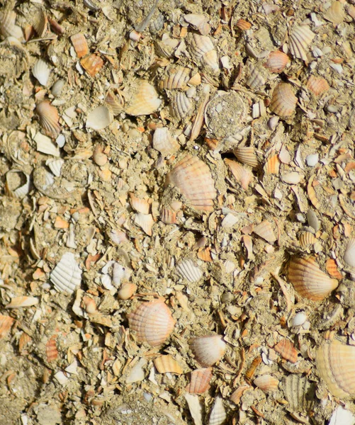 セメントの貝殻岩からの背景. — ストック写真