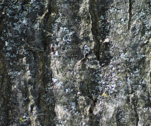 Hintergrund aus Pappelrinde — Stockfoto