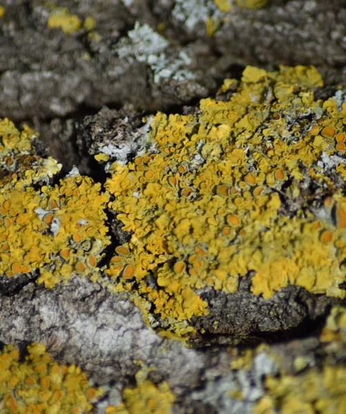 Sárga lichen a fa kéreg — Stock Fotó