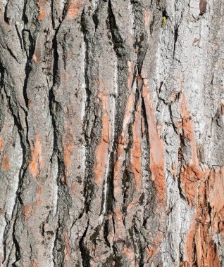 Kavak kabuk arka plan