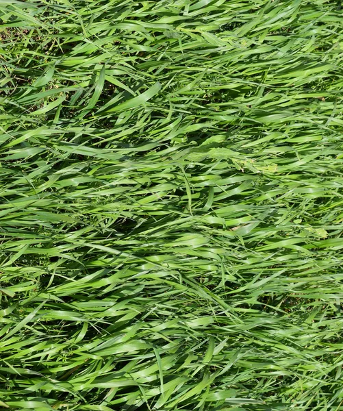 Field of young green barley — Stock Photo, Image