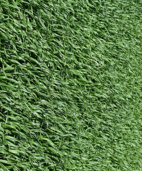 Field of young green barley — Stock Photo, Image