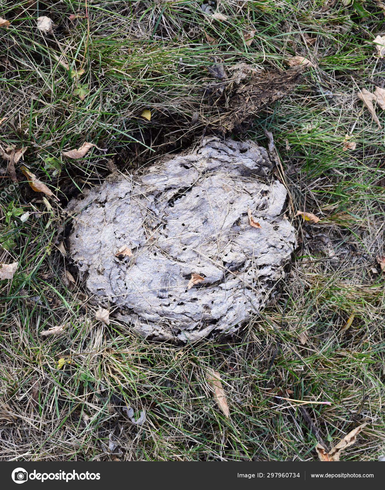 Dried Cow Dung In The Grass The Excrement Of Livestock Stock