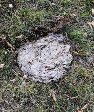 İnek gübresi çim kurumuş. Hayvancılık dışkı