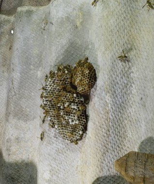 Üzerinde eşekarıları olan bir arı kovanı. Eşek arıları polisi. Yakından çekilen bir eşek arısı ailesinin yuvası.