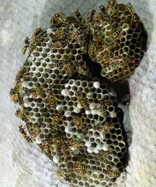 Üzerinde eşekarıları olan bir arı kovanı. Eşek arıları polisi. Yakından çekilen bir eşek arısı ailesinin yuvası.