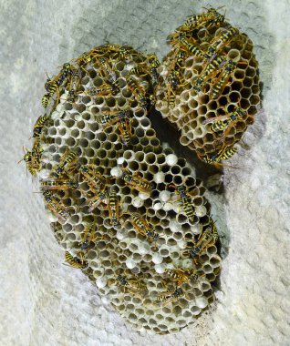 Eşekarısı yuvası üzerine oturan Yaban arıları ile.