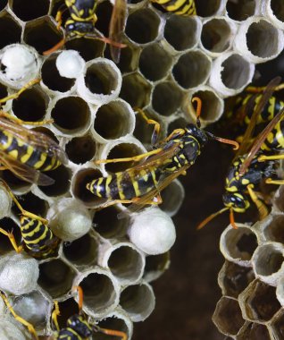 Eşekarısı yuvası üzerine oturan Yaban arıları ile.