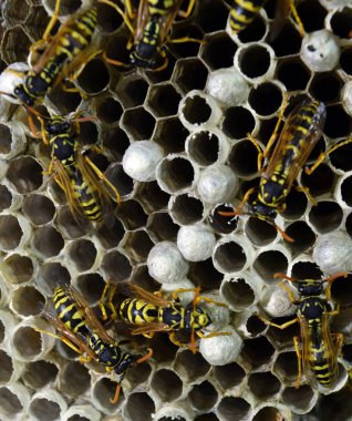 Eşekarısı yuvası üzerine oturan Yaban arıları ile.