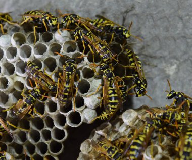 Üzerinde eşekarıları olan bir arı kovanı. Eşek arıları polisi. Yakından çekilen bir eşek arısı ailesinin yuvası.