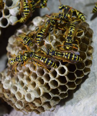 Üzerinde eşekarıları olan bir arı kovanı. Eşek arıları polisi. Yakından çekilen bir eşek arısı ailesinin yuvası.