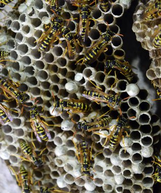 Üzerinde eşekarıları olan bir arı kovanı. Eşek arıları polisi. Yakından çekilen bir eşek arısı ailesinin yuvası.