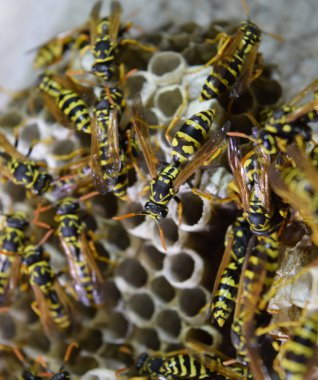 Üzerinde eşekarıları olan bir arı kovanı. Eşek arıları polisi. Yakından çekilen bir eşek arısı ailesinin yuvası.
