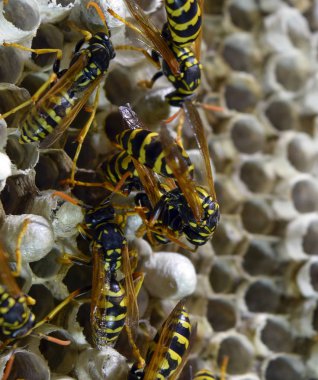 Eşekarısı yuvası üzerine oturan Yaban arıları ile.