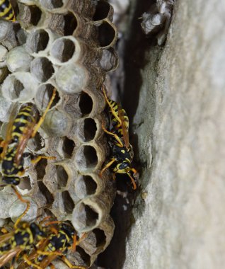 Üzerinde eşekarıları olan bir arı kovanı. Eşek arıları polisi. Yakından çekilen bir eşek arısı ailesinin yuvası.