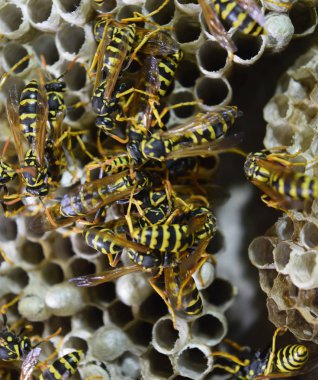 Üzerinde eşekarıları olan bir arı kovanı. Eşek arıları polisi. Yakından çekilen bir eşek arısı ailesinin yuvası.
