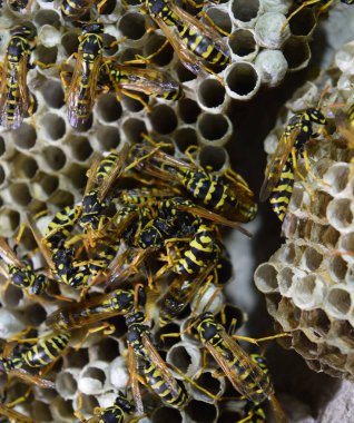 Üzerinde eşekarıları olan bir arı kovanı. Eşek arıları polisi. Yakından çekilen bir eşek arısı ailesinin yuvası.