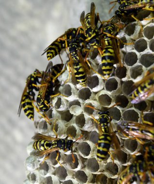 Üzerinde eşekarıları olan bir arı kovanı. Eşek arıları polisi. Yakından çekilen bir eşek arısı ailesinin yuvası.