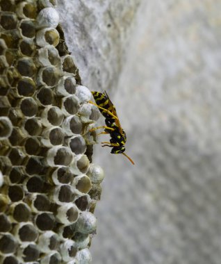 Üzerinde eşekarıları olan bir arı kovanı. Eşek arıları polisi. Yakından çekilen bir eşek arısı ailesinin yuvası.