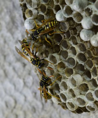 Üzerinde eşekarıları olan bir arı kovanı. Eşek arıları polisi. Yakından çekilen bir eşek arısı ailesinin yuvası.