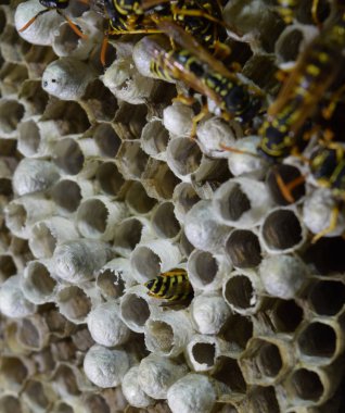 Üzerinde eşekarıları olan bir arı kovanı. Eşek arıları polisi. Yakından çekilen bir eşek arısı ailesinin yuvası.