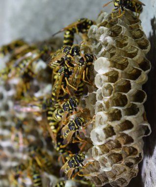 Üzerinde eşekarıları olan bir arı kovanı. Eşek arıları polisi. Yakından çekilen bir eşek arısı ailesinin yuvası.