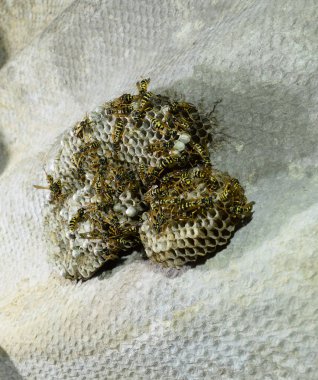 Üzerinde eşekarıları olan bir arı kovanı. Eşek arıları polisi. Yakından çekilen bir eşek arısı ailesinin yuvası.