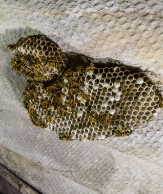 Eşekarısı yuvası üzerine oturan Yaban arıları ile.