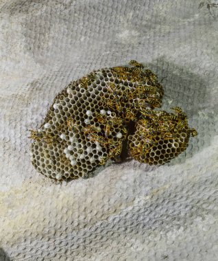 Üzerinde eşekarıları olan bir arı kovanı. Eşek arıları polisi. Yakından çekilen bir eşek arısı ailesinin yuvası.