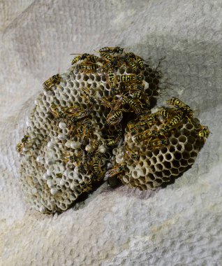 Üzerinde eşekarıları olan bir arı kovanı. Eşek arıları polisi. Yakından çekilen bir eşek arısı ailesinin yuvası.