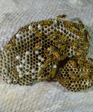 Eşekarısı yuvası üzerine oturan Yaban arıları ile.