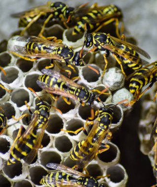 Eşekarısı yuvası üzerine oturan Yaban arıları ile.
