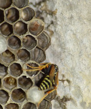 Üzerinde eşekarıları olan bir arı kovanı. Eşek arıları polisi. Yakından çekilen bir eşek arısı ailesinin yuvası.