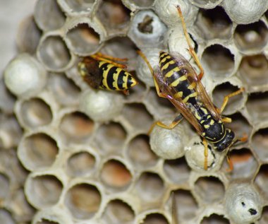Üzerinde eşek arıları olan eşek arısı yuvası. Eşek arıları polist. Bir yuva