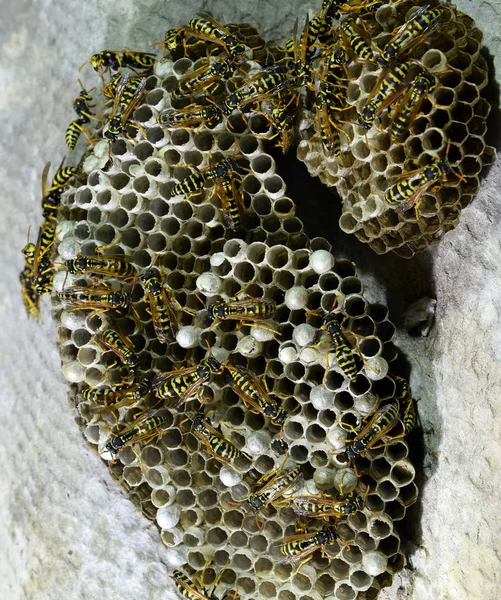 蜂窝，蜂窝坐在上面。Wasps polist 。蜂窝，蜂窝一群黄蜂的巢穴，被当作特写镜头 — 图库照片