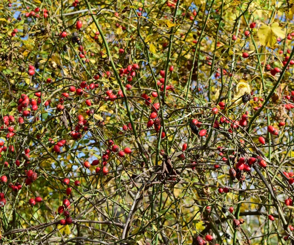 Baies de églantier sur le buisson — Photo