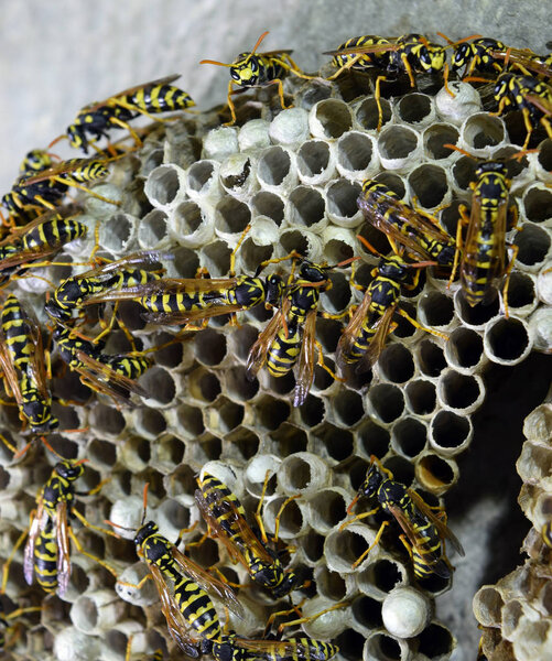 Осиное гнездо с ос на нем. Осиный полист. Гнездо семьи ос, которое снимают крупным планом
