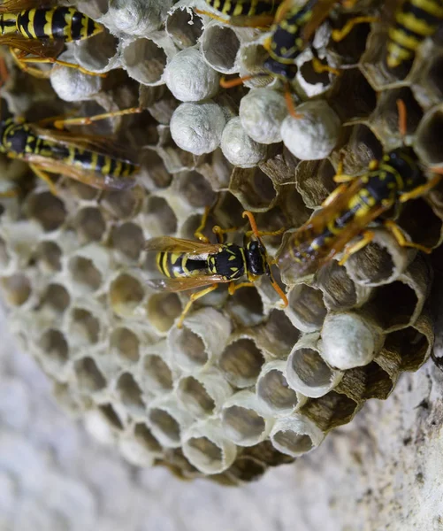 Wespennest mit darauf sitzenden Wespen. Wespen polieren. Das Nest einer Wespenfamilie, das aus der Nähe betrachtet wird — Stockfoto