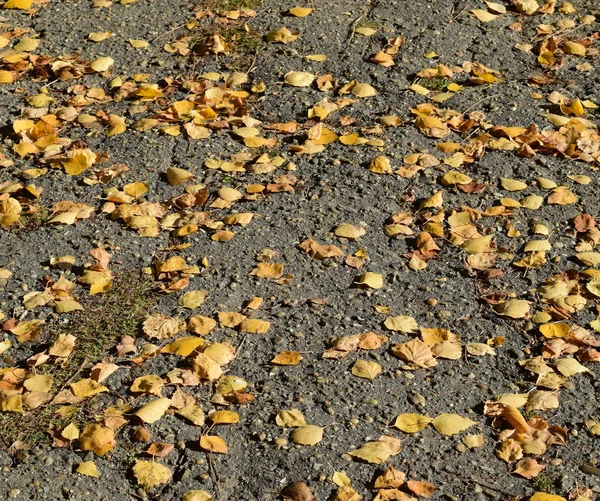 美丽多彩的秋叶系列 — 图库照片
