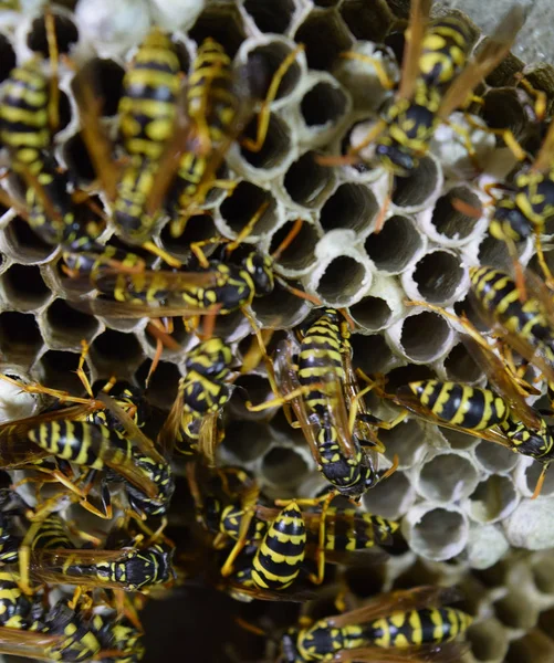 Vespiary. Wespen Polist. Het nest van een familie van wespen die een close-up wordt genomen. — Stockfoto