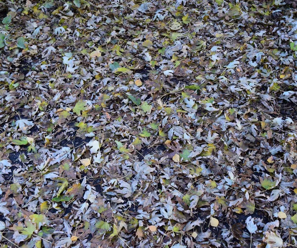 The leaves are yellow on the ground. Autumn leaf fall — Stock Photo, Image